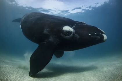 La imagen de una joven ballena franca austral
Foto: Richard Robinson