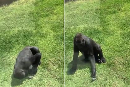 La imagen del gorila con el pájaro herido enterneció a todos
