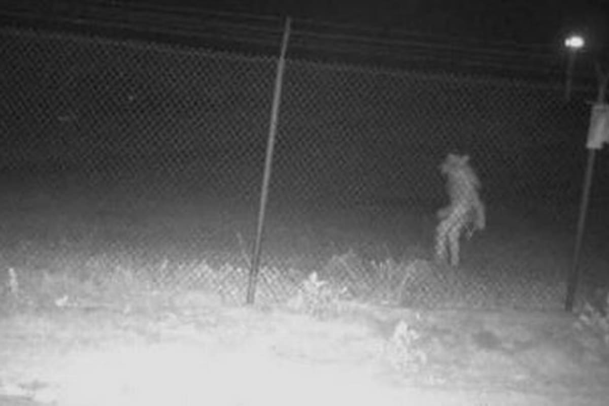 La imagen del hombre lobo que despertó la curiosidad del jardinero de un zoológico
Foto: reddit.com