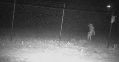 La imagen del hombre lobo que despertó la curiosidad del jardinero de un zoológico
Foto: reddit.com