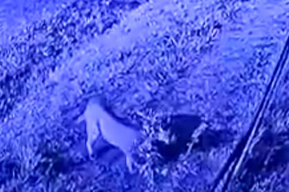 La imagen del puma registrado por las cámaras de seguridad del barrio privado en Pilar del Este