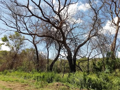 La imagen fue tomada después de los incendios por Román Murzyla, que vive en Villa Ocampo, una localidad de 25.000 habitantes al norte de Santa Fe a la que se conoce como “el corazón del Jaaukanigás". "Si bien por las lluvias se fueron recuperando los pastizales bajos, los incendios quemaron árboles de varios años", explica Román.