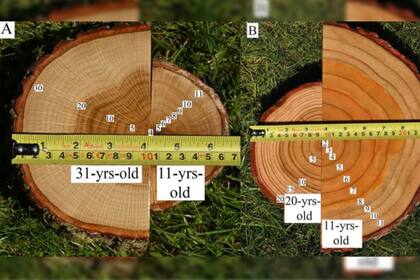 La imágen muestra cómo los árboles crecen con más fuerza cuando se plantan en bosques diversos, comparando el tamaño de los árboles a los 11 años. Los árboles son roble (izquierda) y alerce (derecha)