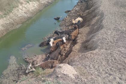 La imagen que compartió un productor en Twitter para pedir que se ayude a los productores ganaderos