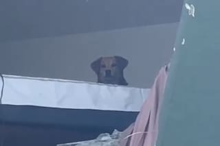 La imagen que dio la vuelta al mundo: Kiara, la perrita que sobrevivió al terremoto de Colombia