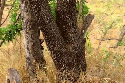 La imagen que esconde a un chita y solo muy pocas personas pueden resolver en tiempo récord