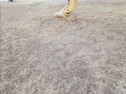 La imagen que se viralizó en Reddit.