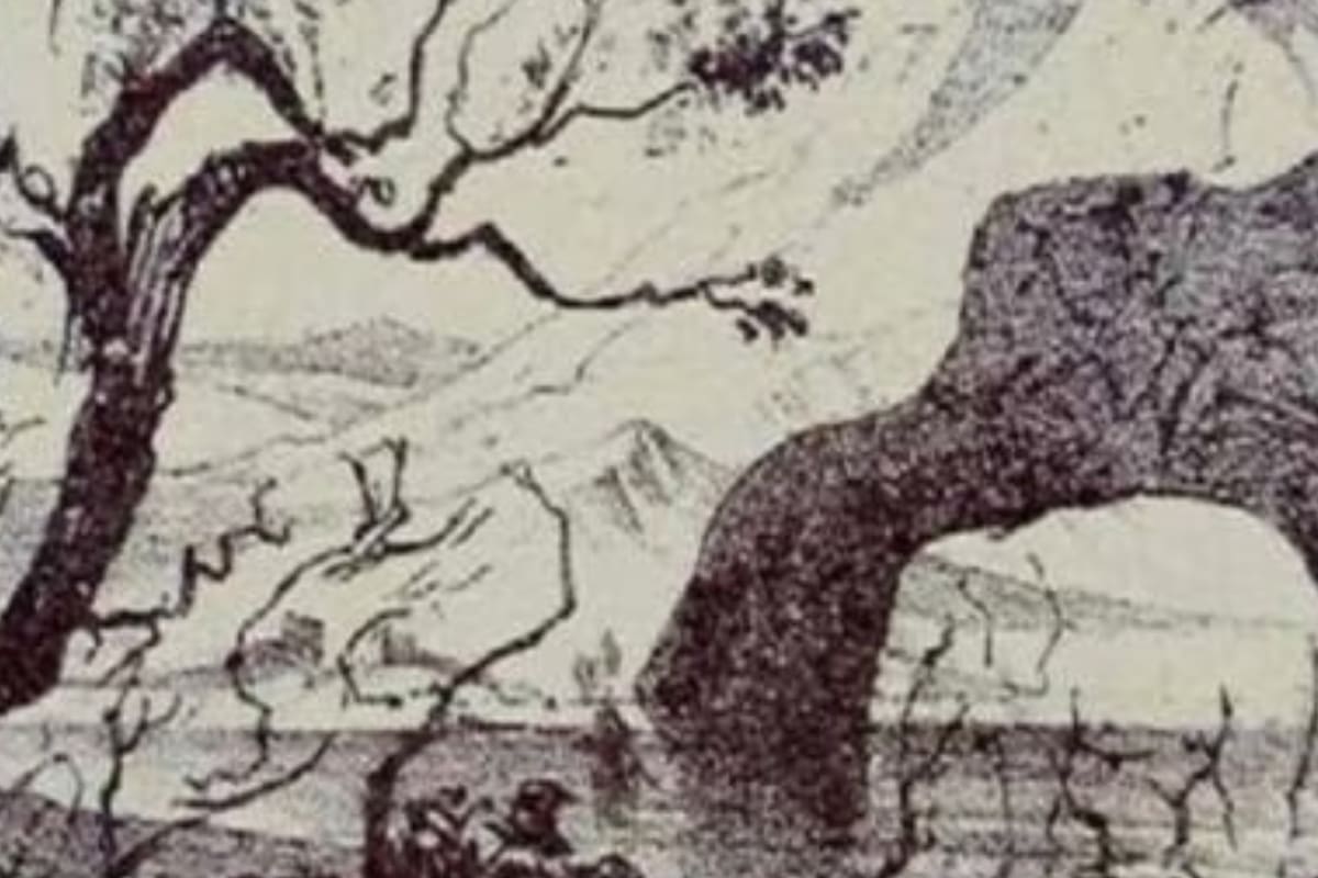 La imagen tiene un total de 10 animales para descubrir (Foto: New York Post)