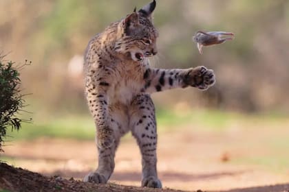 La imagen titulada "Roedor volador", del austríaco Josef Stefan, se ganó el corazón del público