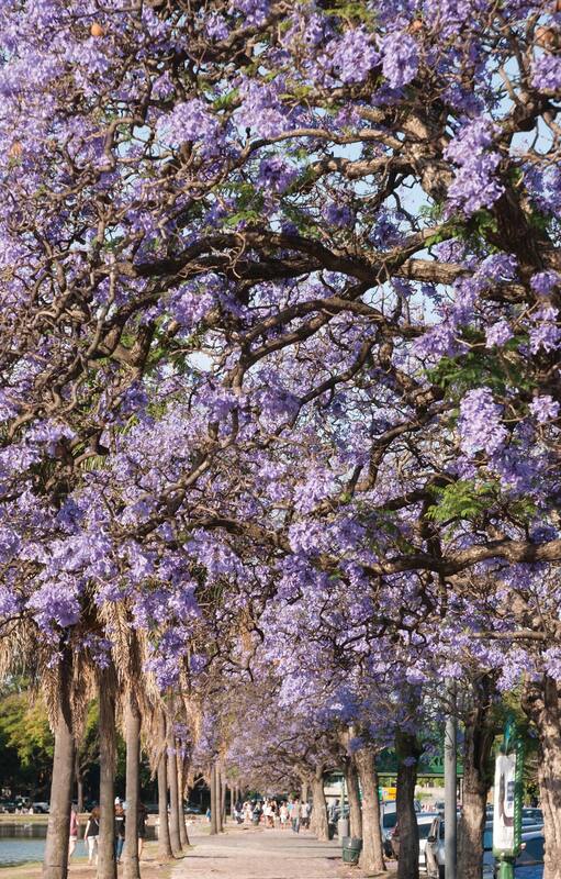 La imagen única de los jacarandás que tiñen de color violeta las calles porteñas a partir de noviembre.