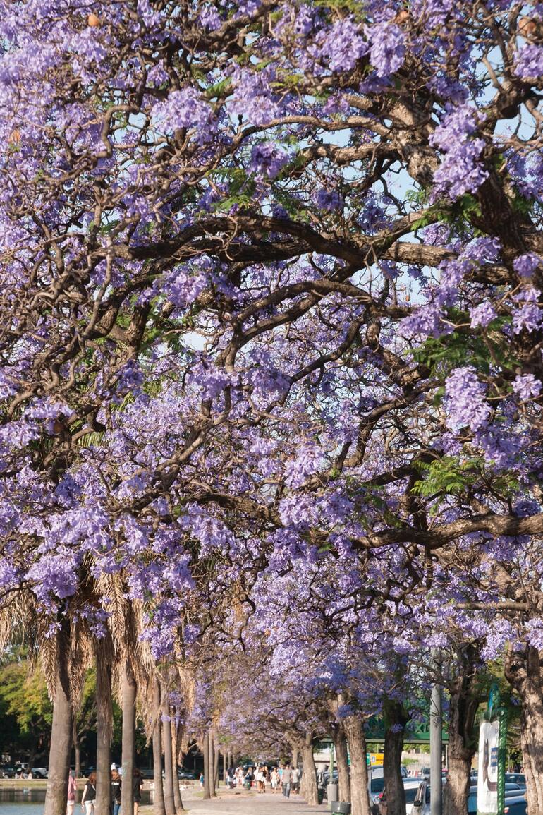 La imagen única de los jacarandás que tiñen de color violeta las calles porteñas a partir de noviembre.