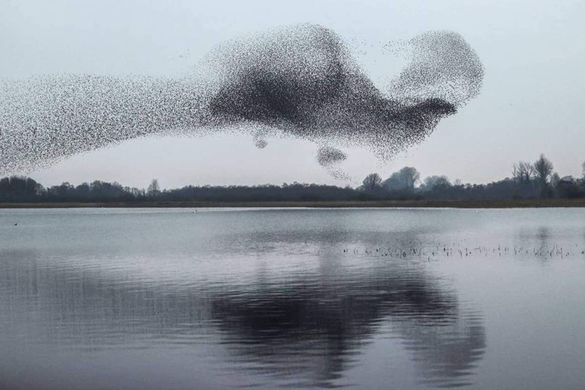 La imagen y el video fueron captados por un aficionado y un profesional sobre un lago irlandés.