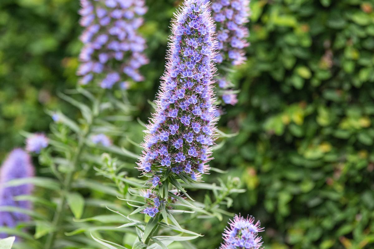Conocida popularmente como Coral de invierno, la Salvia involucrata es una planta muy visitada por colibríes