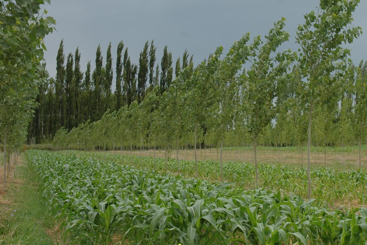 La implementación de los sistemas agroforestales permite diversificar los cultivos, esto se produce con la asociación de la producción forestal (madera para aserrado o debobinado, postes y leña) con la producción forrajera (fardos y rollos de alfalfa, sorgo, avena, cebada u otras pasturas), de cereales (granos de maíz, sorgo u otros cereales), hortícola y ganadera