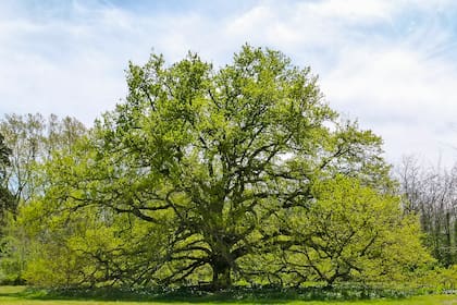 La imponente silueta del Quercus robur