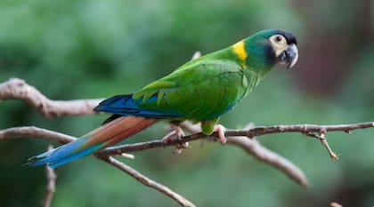 La importación de loros está protegida por diferentes legislaciones y quebrantarlas puede implicar ir a prisión
