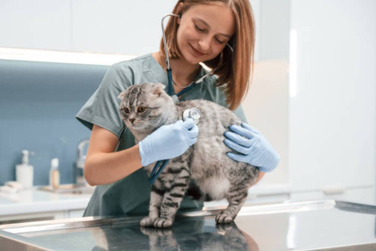 La importancia de estar atento a la salud de tu mascota (Foto: iStock)