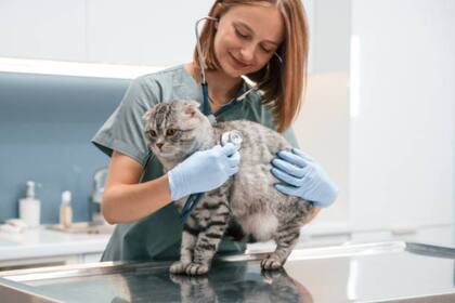 La importancia de estar atento a la salud de tu mascota (Foto: iStock)