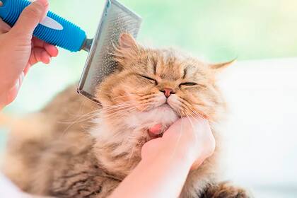 La importancia del cuidado diario a nuestros gatos