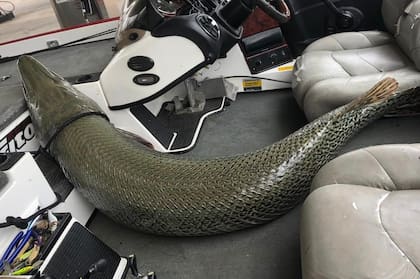 La impresionante longitud del catán de Alabama