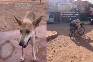 La increíble aventura de Hara, la perra que siguió a unos ciclistas por unos 100 km en el desierto