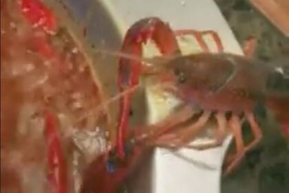 La increíble historia de supervivencia