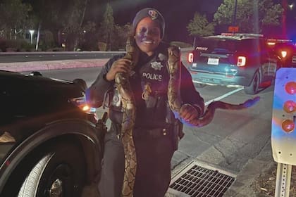 La increíble serpiente de tres metros que encontraron los oficiales de Vallejo durante una persecución