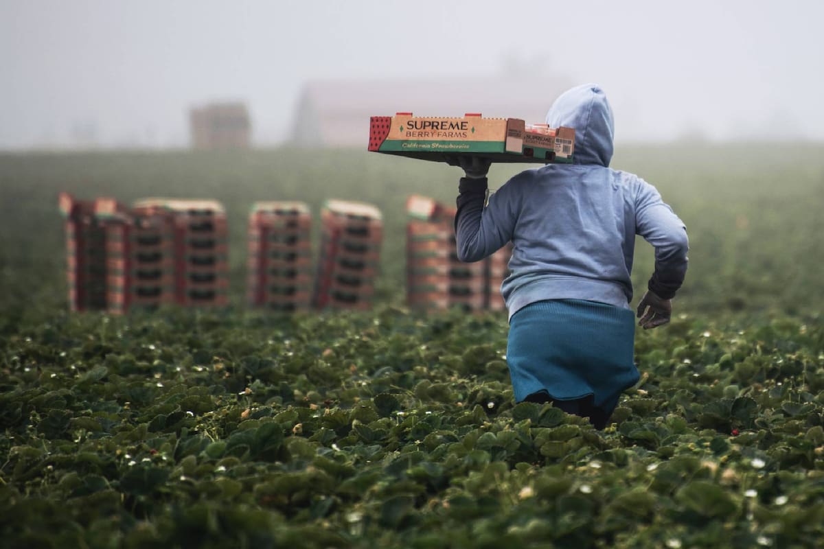 La industria agrícola en Illinois emplea a más de 20,000 trabajadores cada temporada (Archivo)