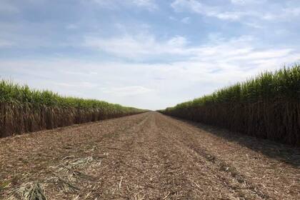 La industria azucarera transforma la caña en etanol