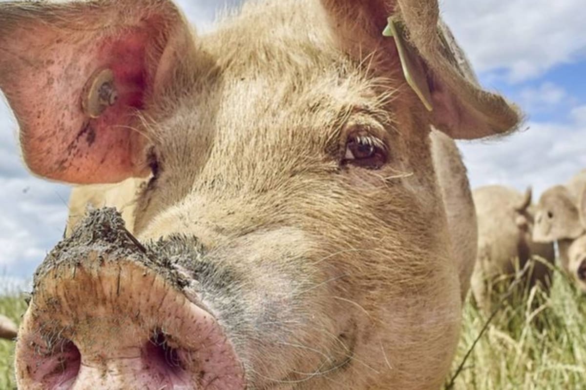 La industria de aviación parece haber encontrado en las grasas de animales una mina para producir combustibles más ecológicos