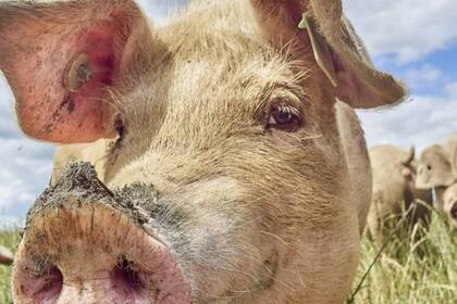 La industria de aviación parece haber encontrado en las grasas de animales una mina para producir combustibles más ecológicos