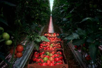 La industria del tomate en Argentina es deficitaria y requiere de importaciones de Chile e Italia para cubrir la demanda.