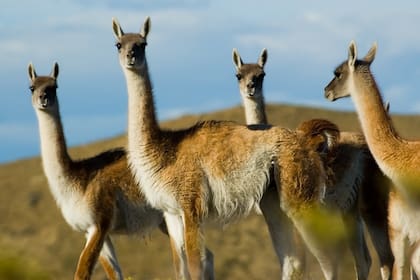 La industria gastronómica argentina es una de las que más demandan carne de guanaco