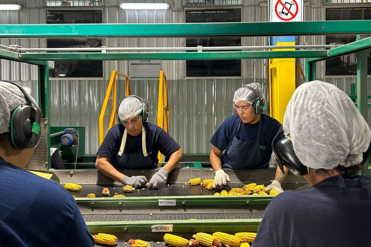 La industria inició la cosecha de espigas de maíz para producir semillas