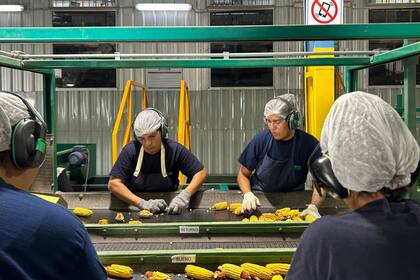 La industria inició la cosecha de espigas de maíz para producir semillas
