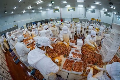 La industria procesadora de pesca y marisco informó que por un conflicto gremial desechó 700 toneladas de materia prima