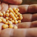 Semilleros y AmCham celebraron un cambio para patentes y dicen que mejorará las inversiones en biotecnología agrícola