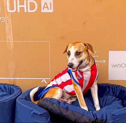 La inesperada aparición del perro provocó risas, aplausos y miles de reacciones en las redes sociales (Captura: X)