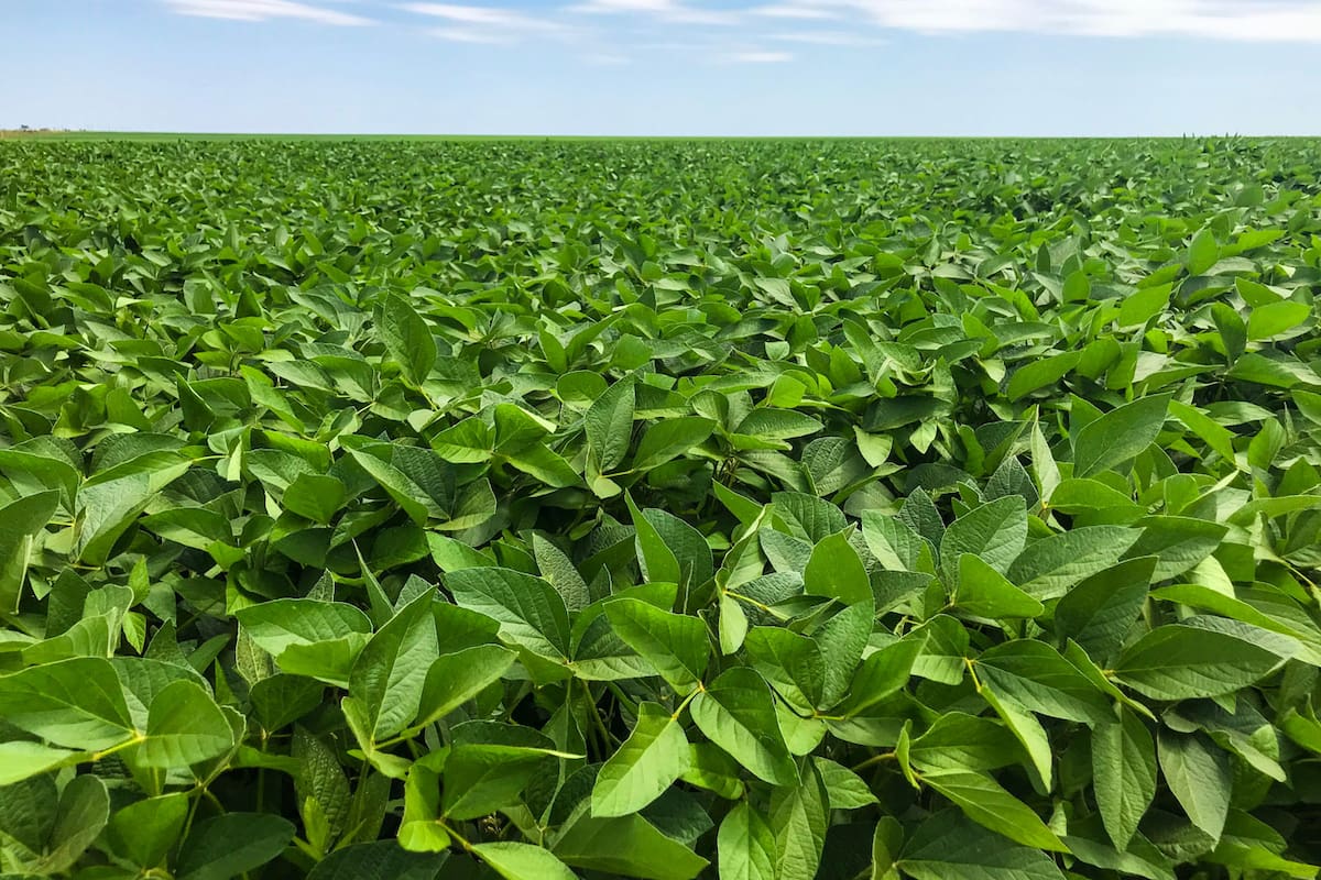 La inestabilidad macro argentina impulsa al productor a quedarse en grano de soja