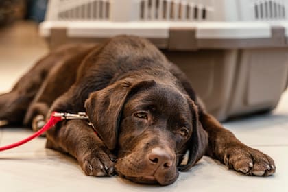 La inflamación de un perro se puede originar por múltiples motivos