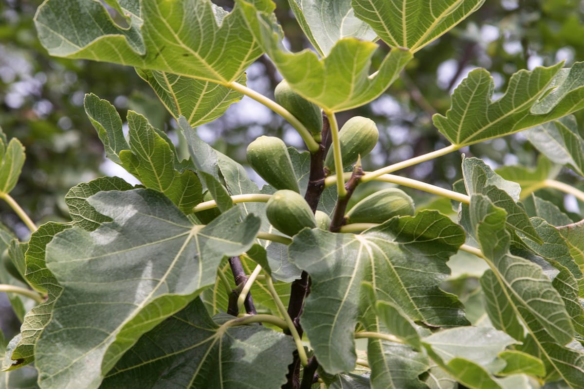 La infusión de estas hojas ha sido reconocida en la medicina tradicional de varias culturas