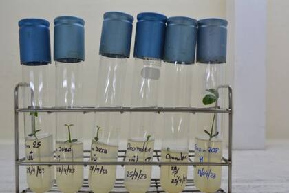 La Ingeniería en Biotecnología del ITBA integra biología y química para el desarrollo de tecnologías basadas en sistemas vivos