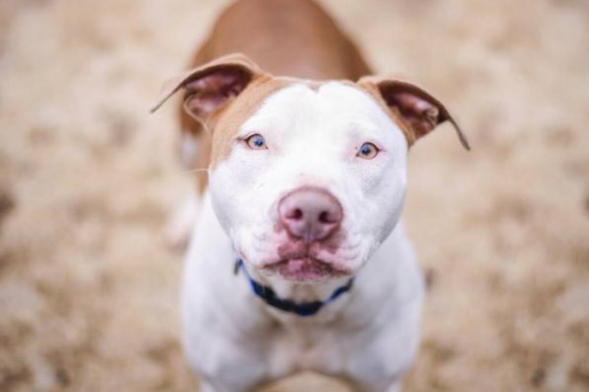 La ingeniosa comunicación que una mujer desarrolló con su pitbull ciego que es furor. Imagen a modo ilustrativo