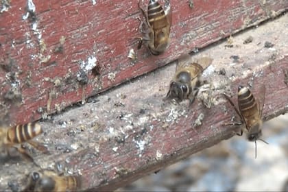 La ingeniosa estrategia defensiva de las abejas melíferas asiáticas para repeler a los avispones asesinos fue documentada por primera vez (Heather R. Mattila et al.)