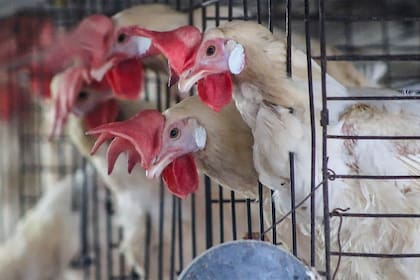 La iniciativa busca prohibir la publicidad engañosa como fotos de gallinas en el campo cuando en realidad están hacinadas en jaulas.