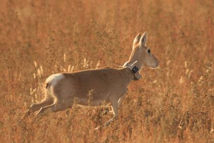 La Iniciativa de biomonitoraje COVID-19 investiga el movimiento de los animales, su comportamiento y niveles de estrés antes, durante y después del confinamiento. En la imagen, una gacela de Mongolia con sistema de seguimiento