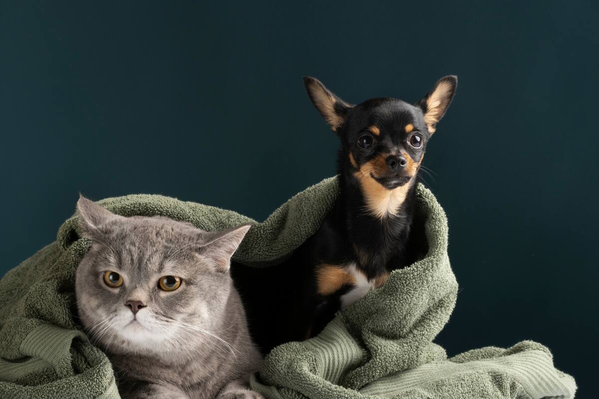 La iniciativa fiscal busca aliviar el costo de tener animales de compañía
