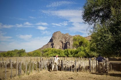 La iniciativa se apoya en el trabajo conjunto con productores y actores locales para escalar el manejo sostenible de los pastizales