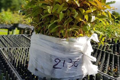 La innovación de Pomera Maderas