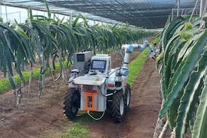 Así funciona el Dragonbot, el robot creado por dos jóvenes que recolecta la fruta del dragón